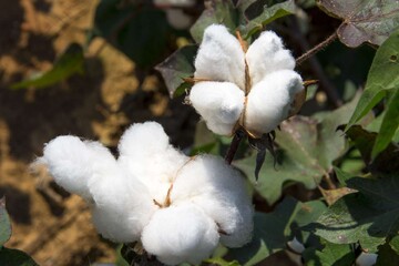 cotton