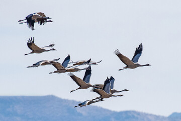 Cranes wintering at Bakhtegan Lake