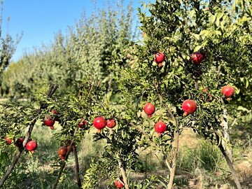 Pomegranate export