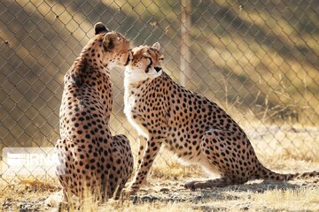 Don’t lose hope for cheetah’s survival