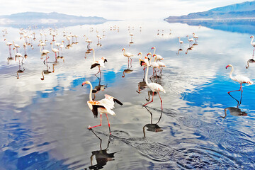 Maharloo Lake hosting flamingoes