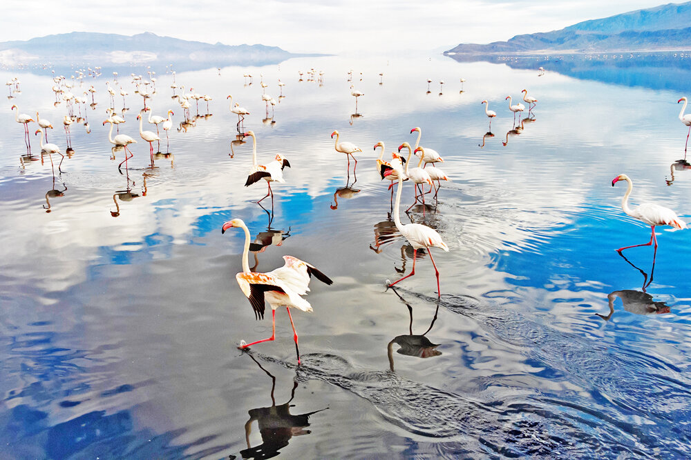 Maharloo Lake hosting flamingoes
