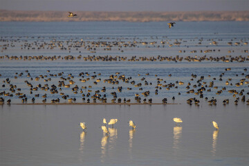 Migratory birds wintering at Hour al-Azim