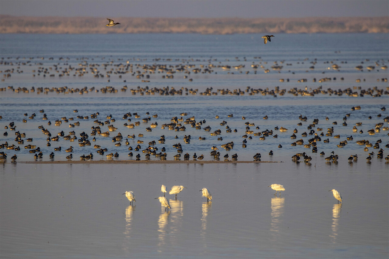 Migratory birds wintering at Hour al-Azim