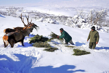 Park rangers feed marals stuck in snow