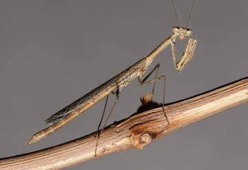 Iranian researcher discovers new species of Mantodea