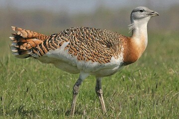 Conservation efforts ongoing to save endangered great bustards