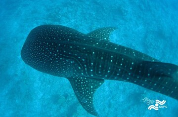 Iranian documentary “The Last of the Whale Shark” to compete in Cambodia International Film Festival