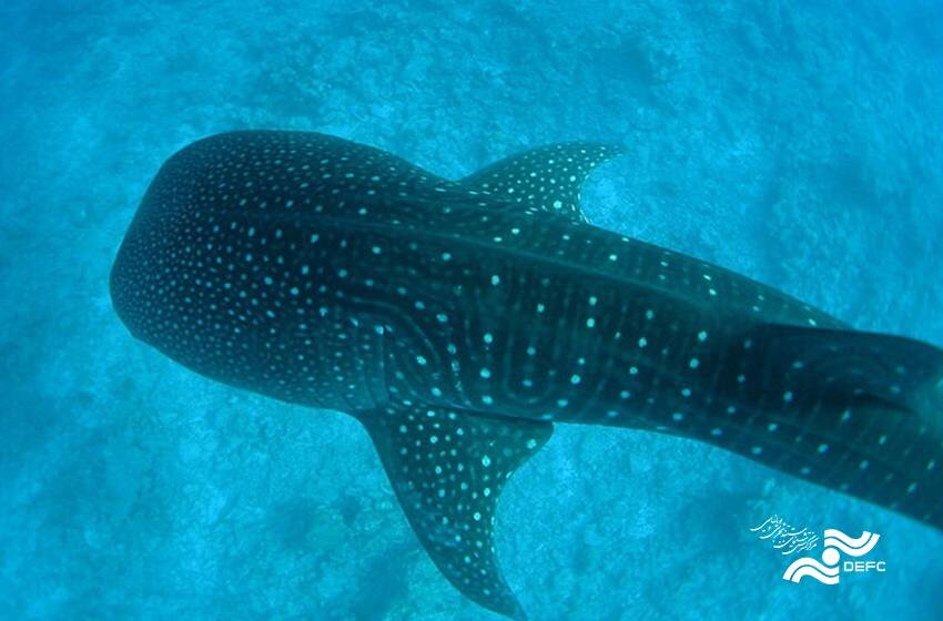 Shark