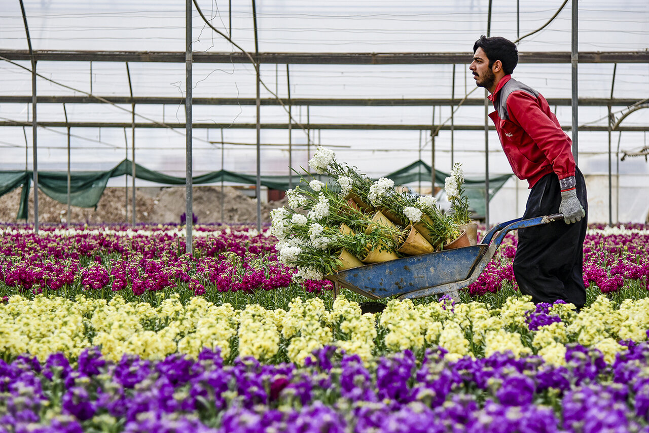 Isfahan, main producer of stock flowers