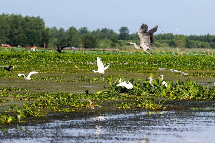 Experiencing nature can help reduce acute physical pain: study