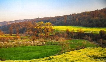 Eye-catching safflower farms in Mazandaran