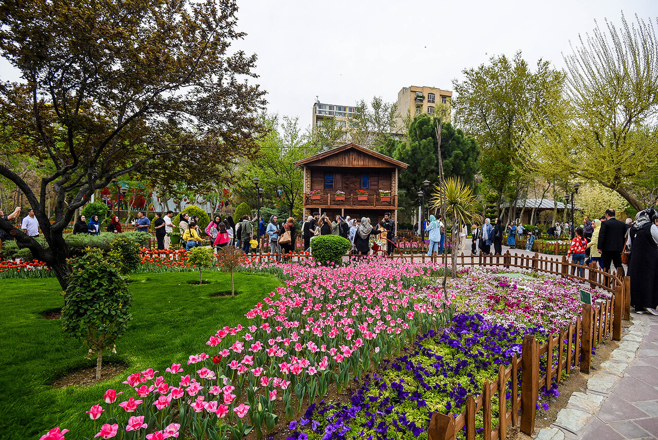 Blooming tulips brighten up Karaj