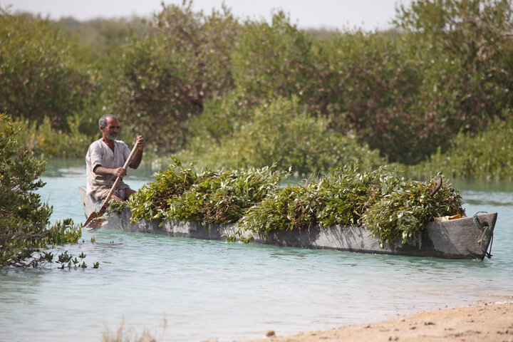Soheili mangrove forest: a harmony of community and conservation