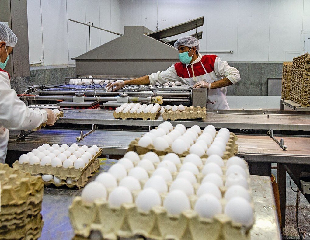 egg export