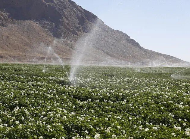 irrigation