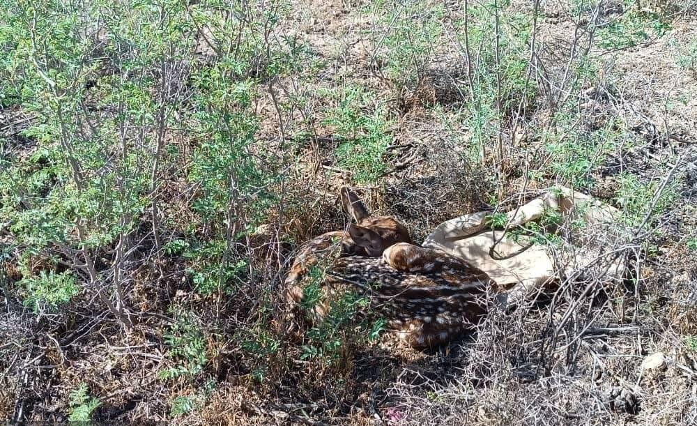 First yellow deer born in Karkheh this year