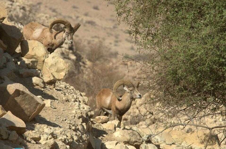 $100,000 miniature rams, Lar’s ecotourism attraction