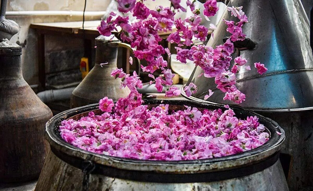 Tehran hosts Golab-Giri festivals to celebrate rosewater heritage