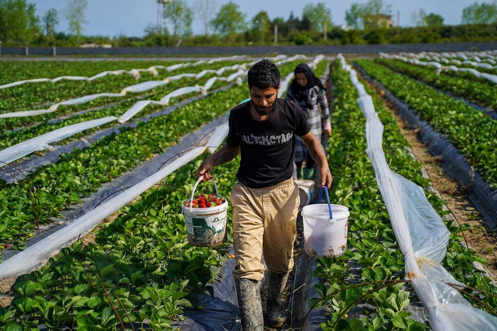 Strawberry harvest begins in Mazandaran