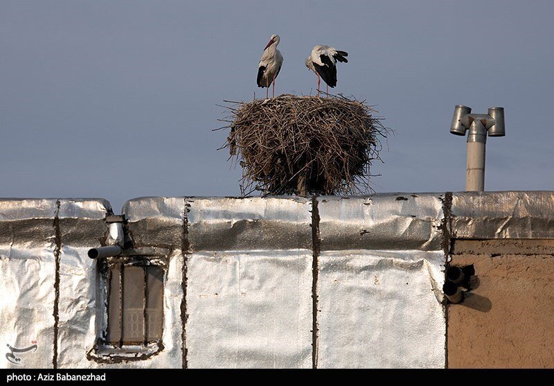 storks