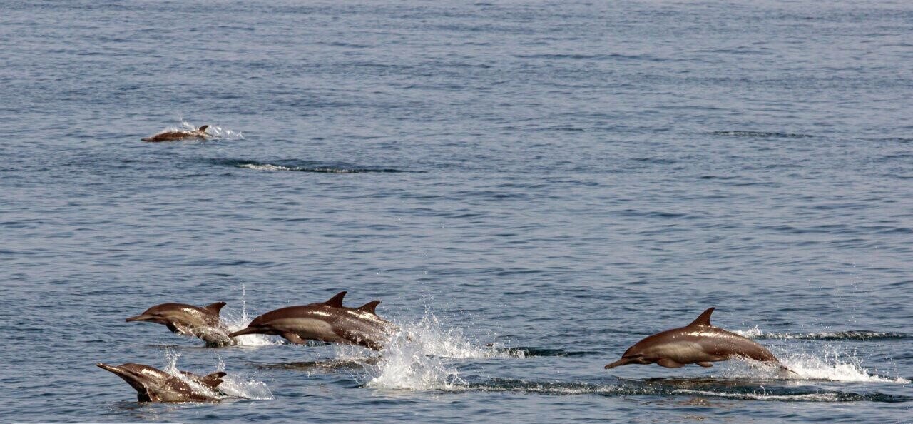 DOE, IFO boost ties to conserve aquatic resources