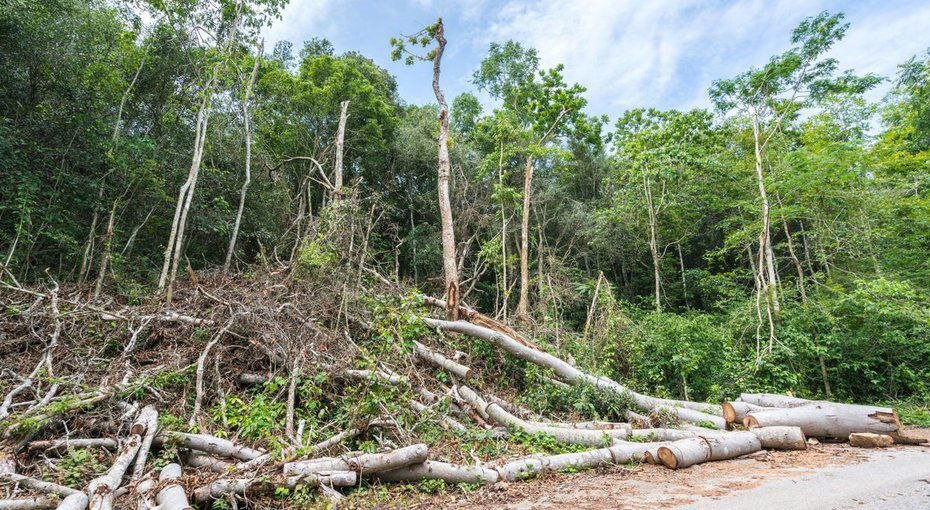 Habitat loss main cause of decline in species population: DOE official