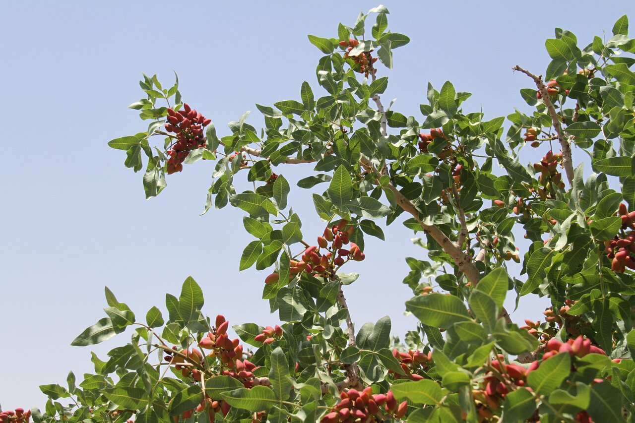 FAO intl. expert visits Iran to help boost pistachio competitiveness in global market