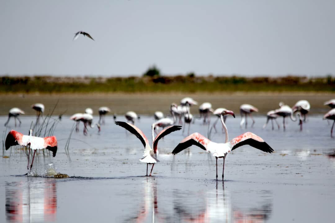 Discover Shurgol wetland: a sanctuary for birds, wildlife, and nature lovers