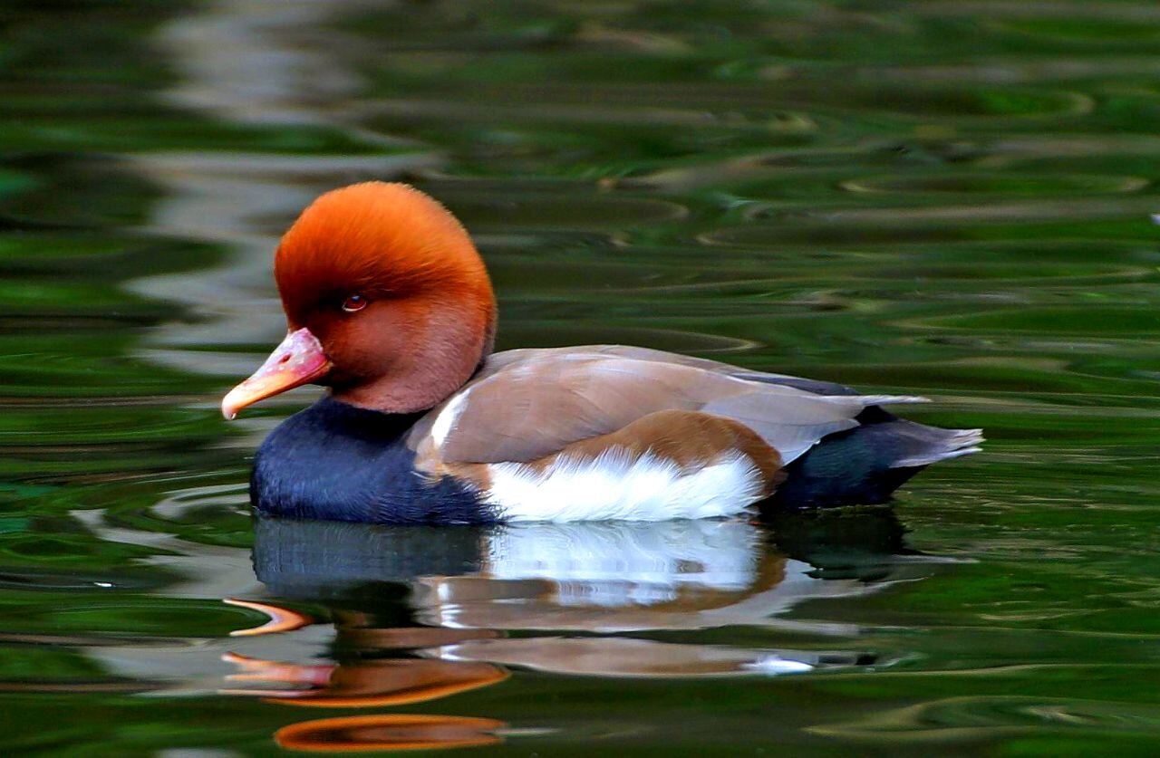 Discover Shurgol wetland: a sanctuary for birds, wildlife, and nature lovers