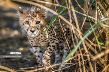 Strategic plan to be developed for preserving endangered species
