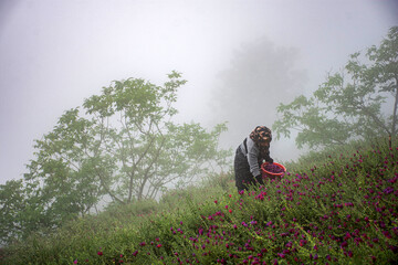 Borage harvest in northern Iran
