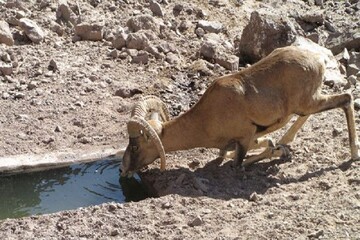 Spring rainfalls revive Lake Urmia’s reservoirs for wildlife