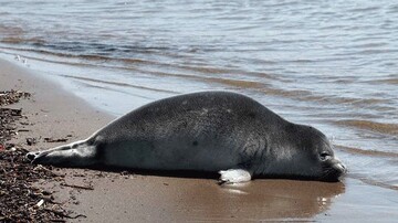 COP 7 in Tehran to focus on Caspian seal protection
