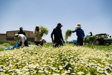 Chamomile harvest in Isfahan