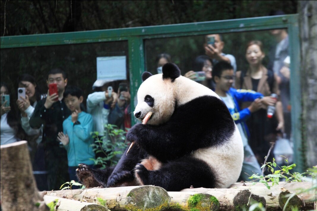 Visitors watch a giant panda eating bamboo shoots at Hongshan Forest Zoo in Nanjing, capital city of east China's Jiangsu province. (Photo by Liu Jianhua/People's Daily Online)
