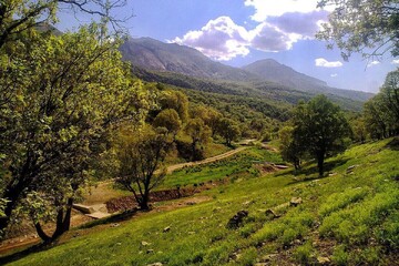 Preserving Zagros forests needs global cooperation: official