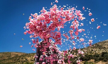 rosewater
