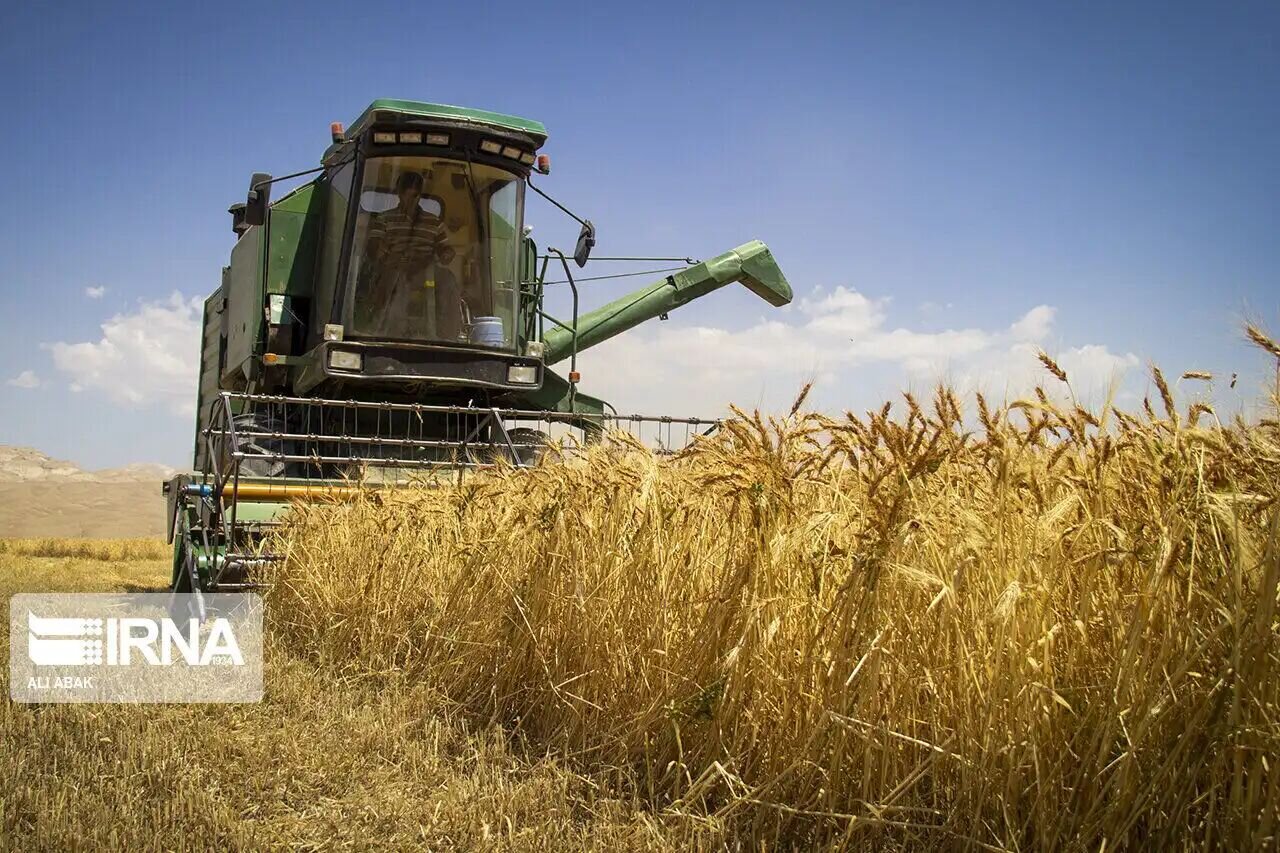 wheat