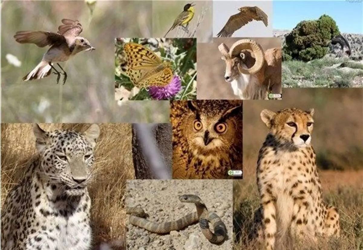 War impacts on environment: blasts pose risks to wildlife