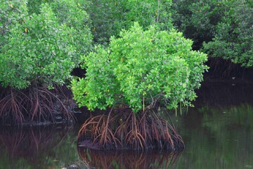 Intl. Day of Tropics highlights climate, geography, and urbanization challenges