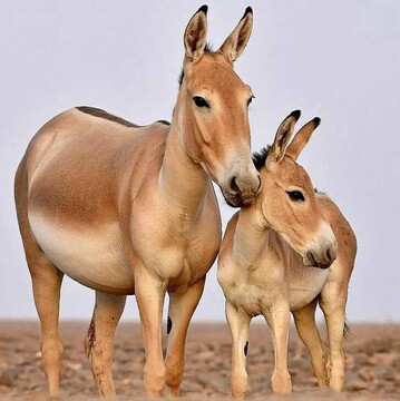 Newborn foals give hope to Persian zebra’s survival