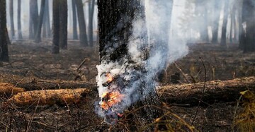 Some 9,000 ha of forests devastated in Israeli assaults