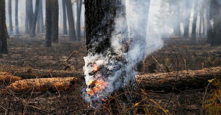 Some 9,000 ha of forests devastated in Israeli assaults