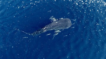 “The Last of the Whale Shark” wins award at SCO film festival 