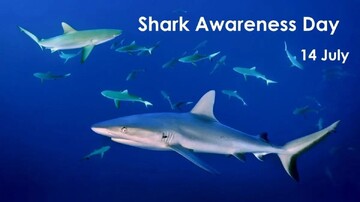 Conservation of sharks contributes to protection of oceans