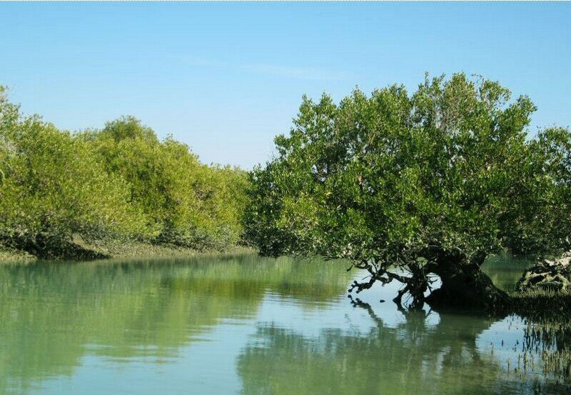 Iranian researchers prove practicality of drones in managing mangrove forests