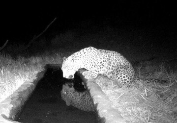 Persian Leopard spotted in Lorestan for first time