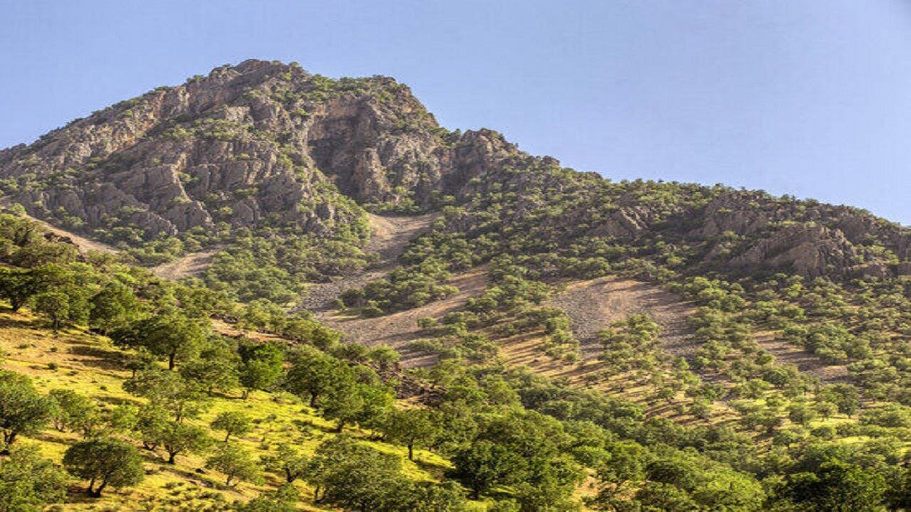 APDIM puts preserving Zagros forests on agenda