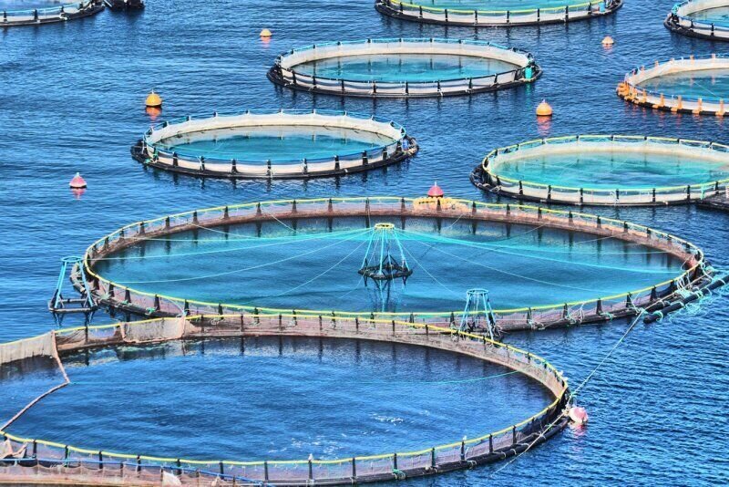 fishery